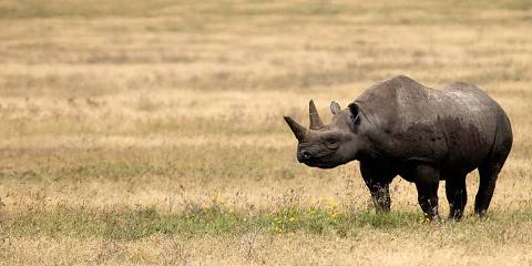 Image Slider No: 4 5-Day Luxury Fly-In Tanzania Safari – Serengeti & Ngorongoro Crater