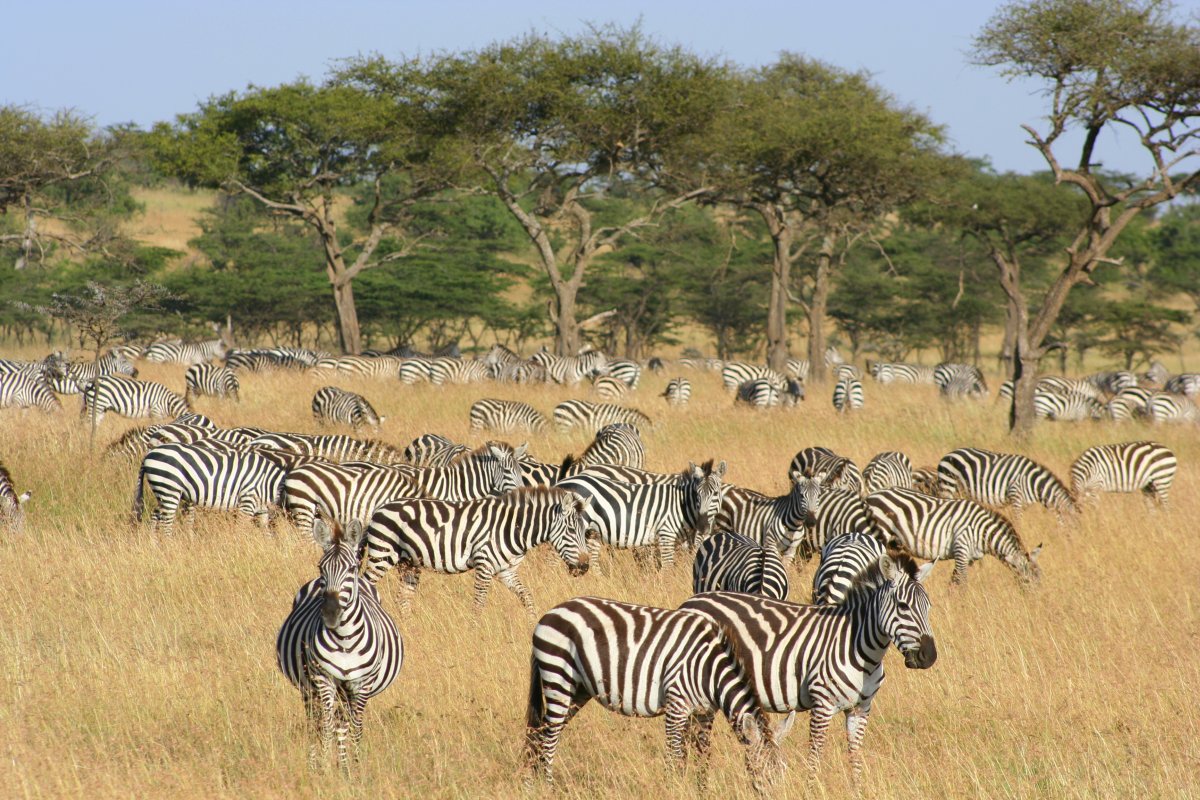 Image Slider No: 4 6 Days Wildebeest Migration Safari