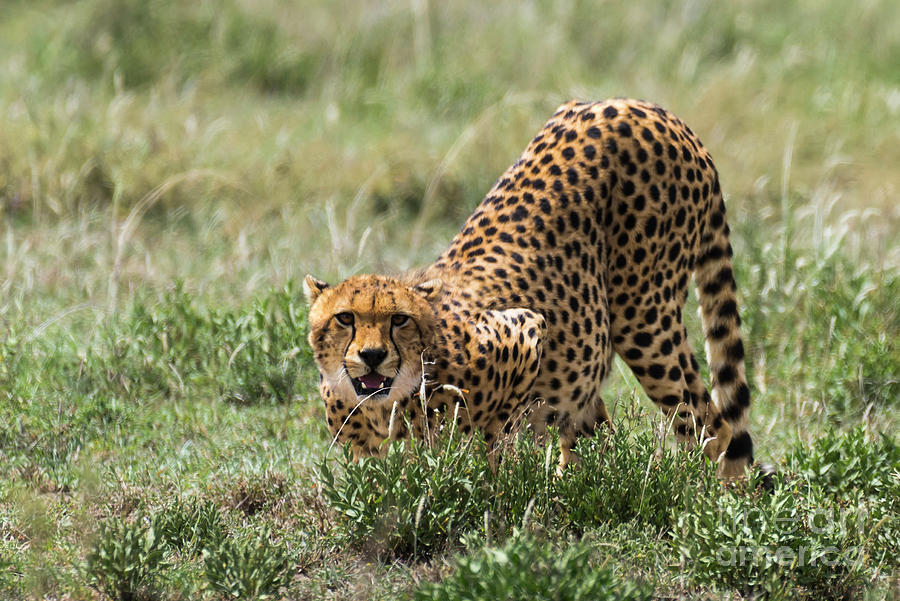 Image Slider No: 5 3 Days Tanzania Safari Adventures