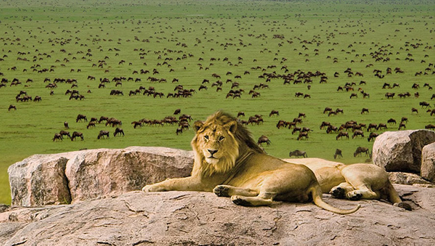 Image Slider No: 5 6 Days Wildebeest Migration Safari