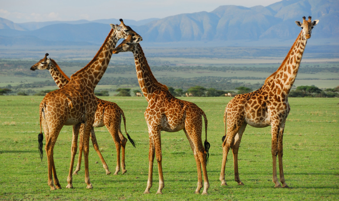 Image Slider No: 3 3 Days Fantastic Tanzania Lodge Safari