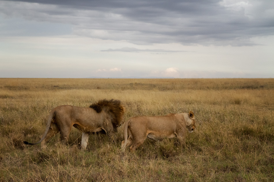 Image Slider No: 3 4-Day Tanzania Safari from Arusha