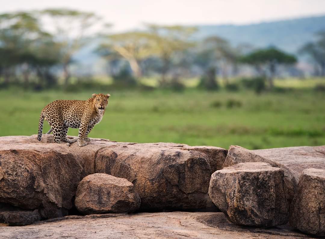 SlideShow Image number: 7 Travel Tips - Discovering the Wonders of Tanzania's Northern Circuit Safari: A Journey of Awe and Amazement