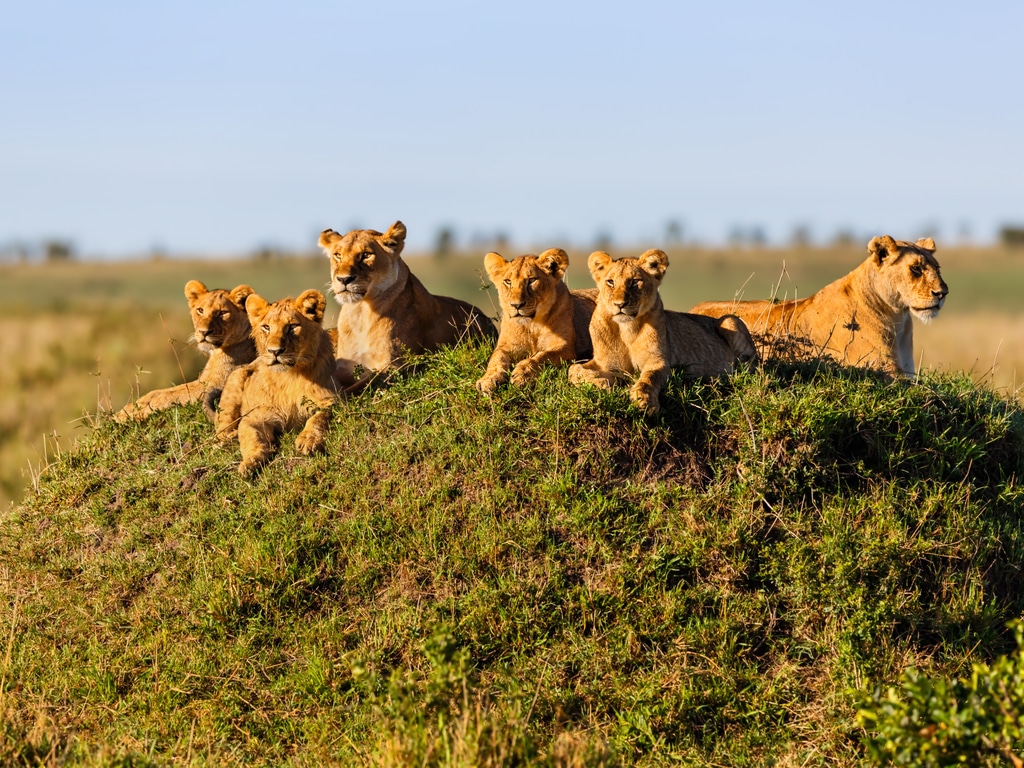 Image Slider No: 4 6 Days Wildebeest Migration Safari