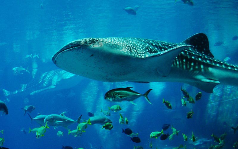 Image Slider No: 6 6-Day Zanzibar Island Beach Tour with Diving at Mnemba
