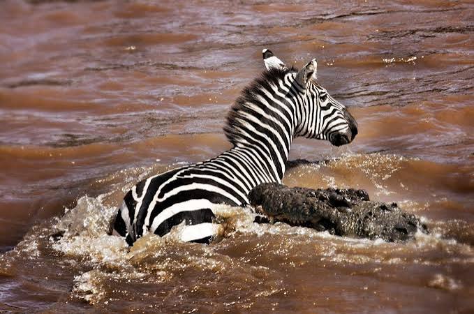 SlideShow Image number: 3 Tanzania Safari - Where to See the Great Migration in September: A Complete Guide to Northern Serengeti