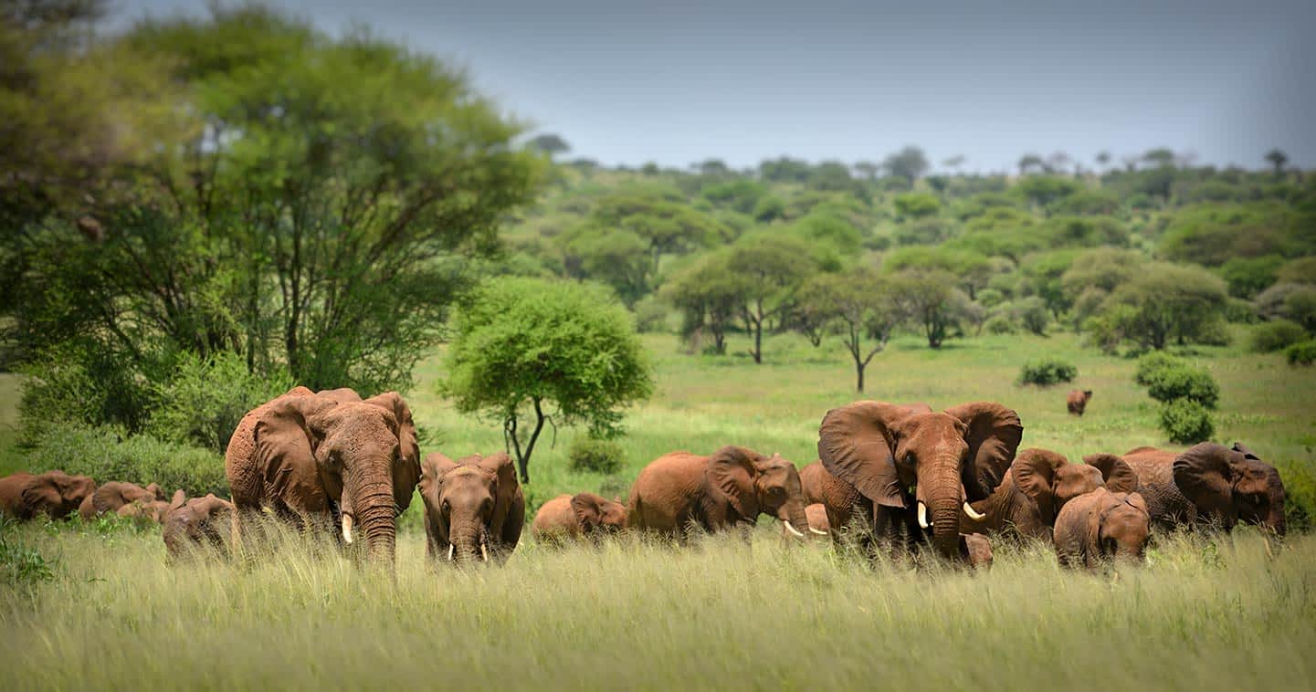 Image Slider No: 6 7 Days Kenya Adventure Safari