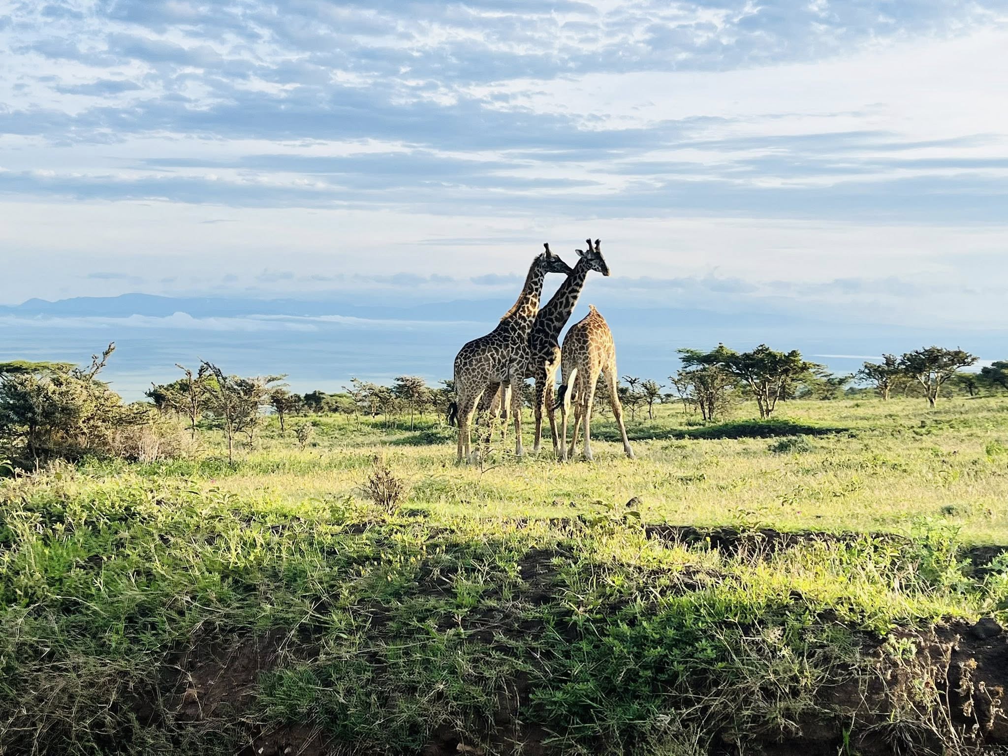 Image Slider No: 5 5-Day Luxury Fly-In Tanzania Safari – Serengeti & Ngorongoro Crater