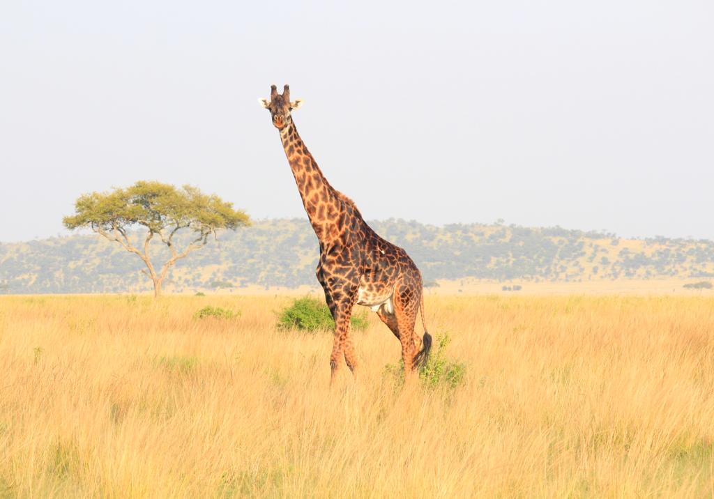 SlideShow Image number: 6 Wild Places - 10 Interesting Facts About Serengeti National Park
