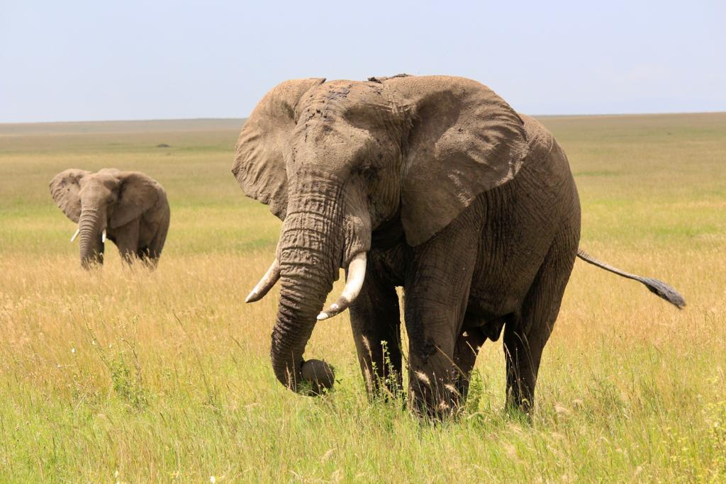 SlideShow Image number: 1 Wild Places - 10 Interesting Facts About Serengeti National Park