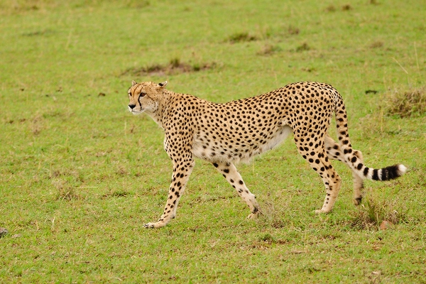 Image Slider No: 7 5-Day Luxury Fly-In Tanzania Safari – Serengeti & Ngorongoro Crater