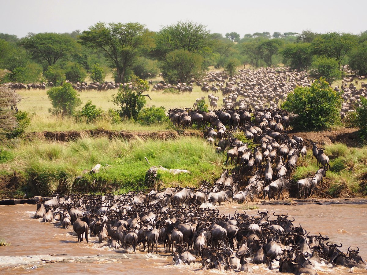 Image Slider No: 3 6 Days Wildebeest Migration Safari