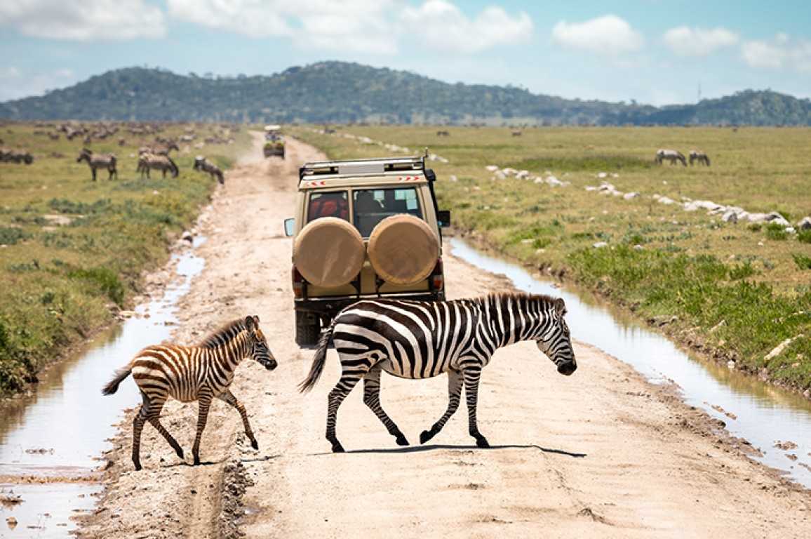 SlideShow Image number: 1 Tanzania Safari - Tanzania Safari: Your Ultimate Guide to an Unforgettable Adventure