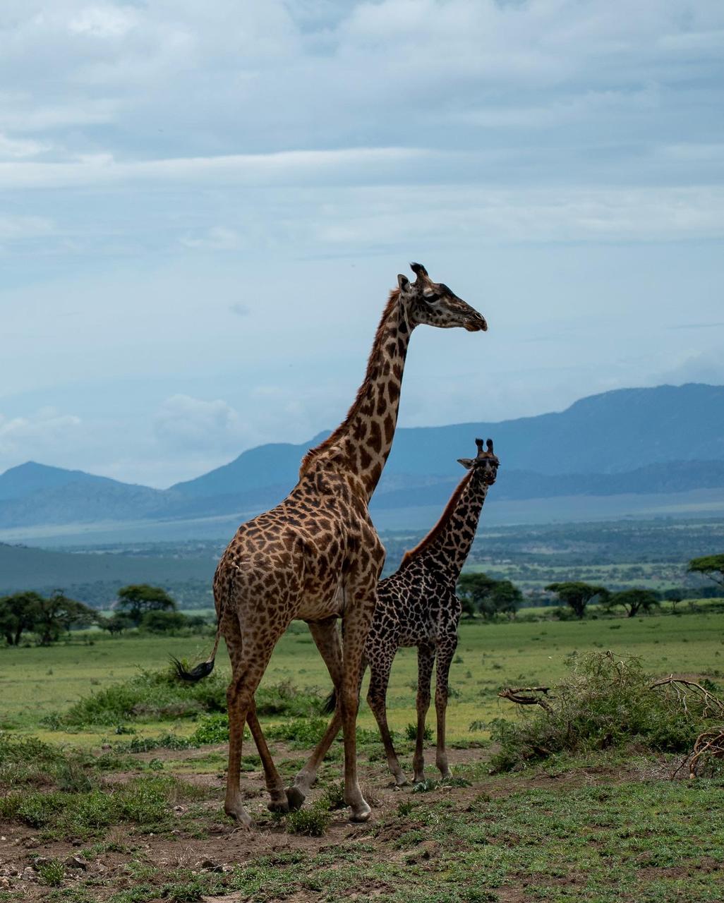 SlideShow Image number: 3 Tanzania Safari - Top 10 Best Tanzania Safari Destinations