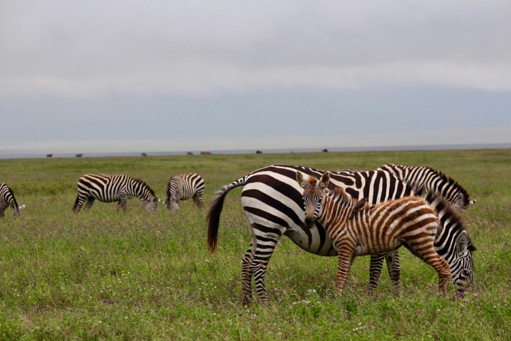 Image Slider No: 5 6-Day Budget Camping Safari in Tanzania – Tarangire, Serengeti & Ngorongoro