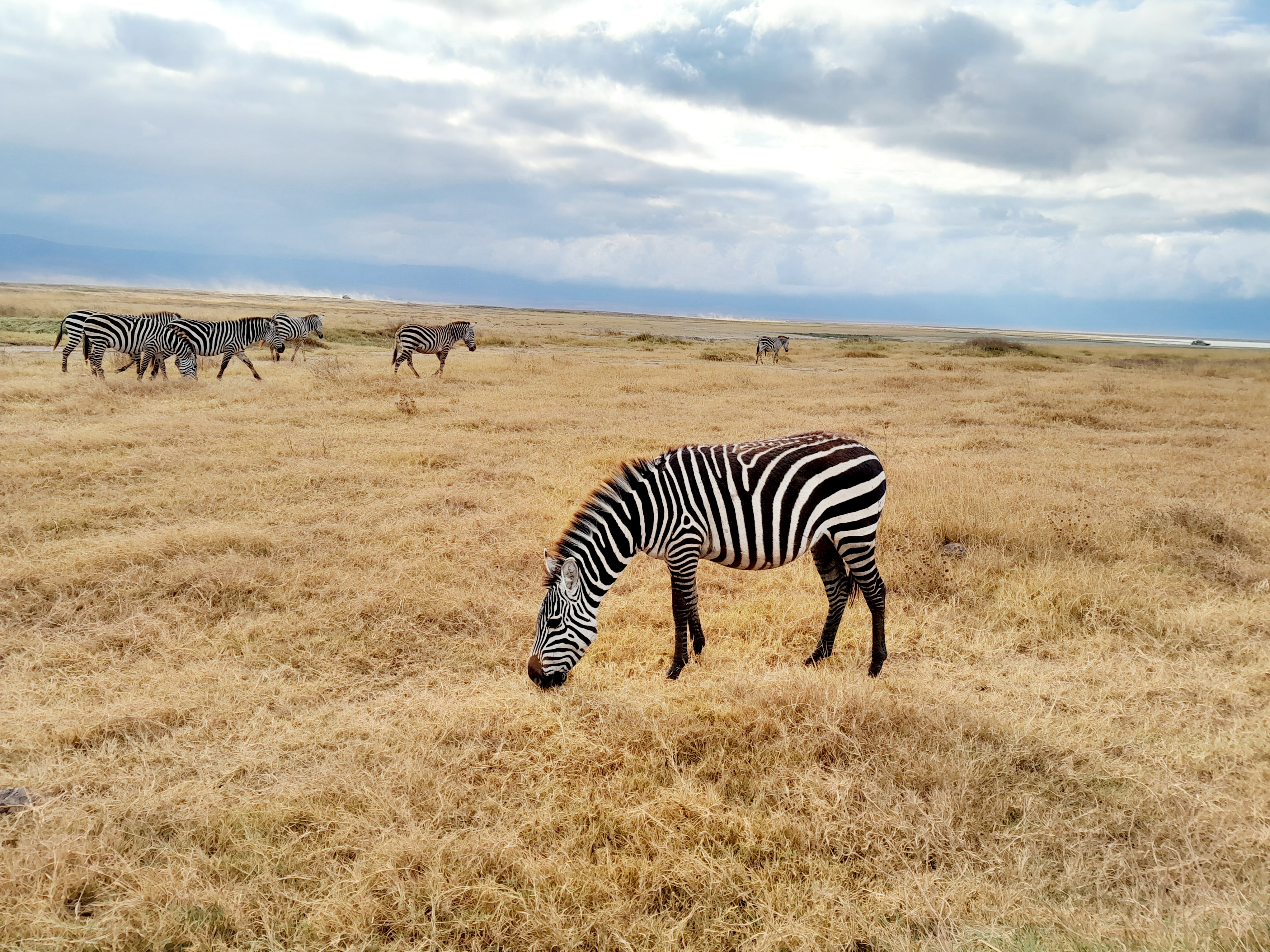 SlideShow Image number: 4 Travel Tips - Discovering the Wonders of Tanzania's Northern Circuit Safari: A Journey of Awe and Amazement