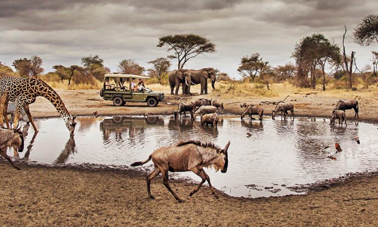 Image Slider No: 2 Best Of Tarangire National Park Day Tour