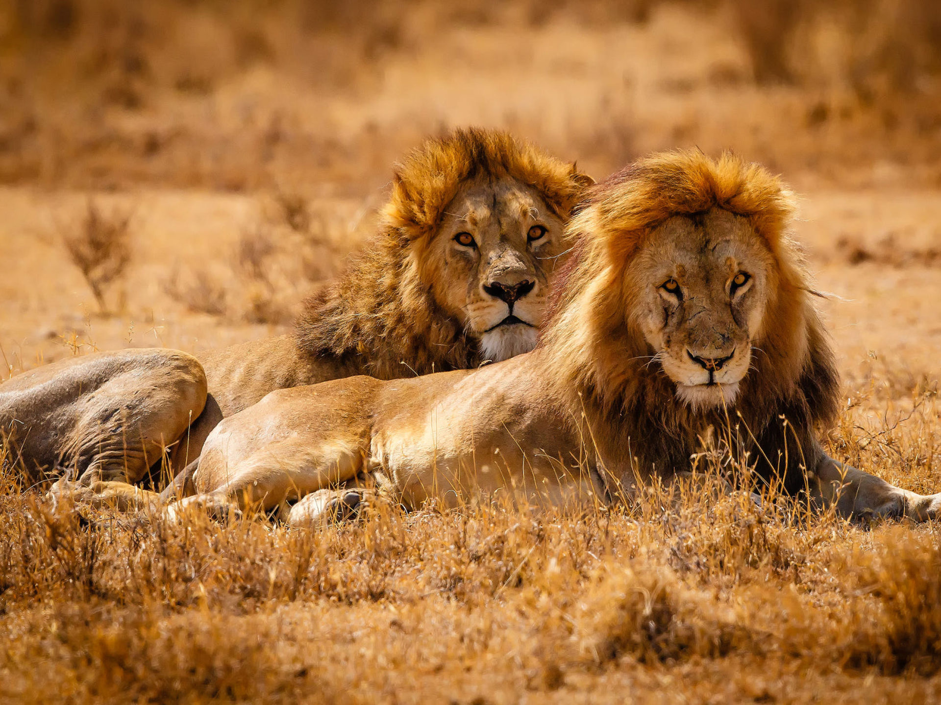 Image Slider No: 5 10 Days Serengeti Great Wildebeest Migration Safari