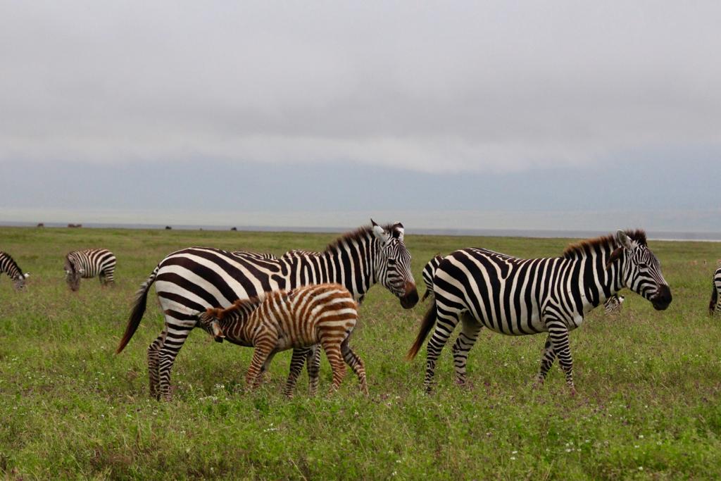 Image Slider No: 4 6-Day Budget Camping Safari in Tanzania – Tarangire, Serengeti & Ngorongoro