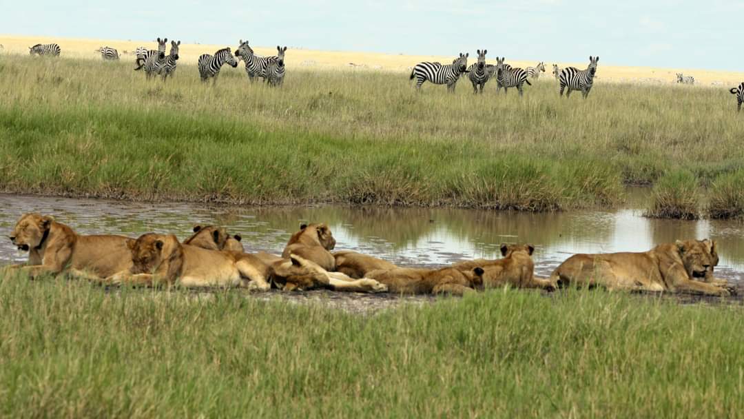 SlideShow Image number: 5 Travel Tips - Discovering the Wonders of Tanzania's Northern Circuit Safari: A Journey of Awe and Amazement
