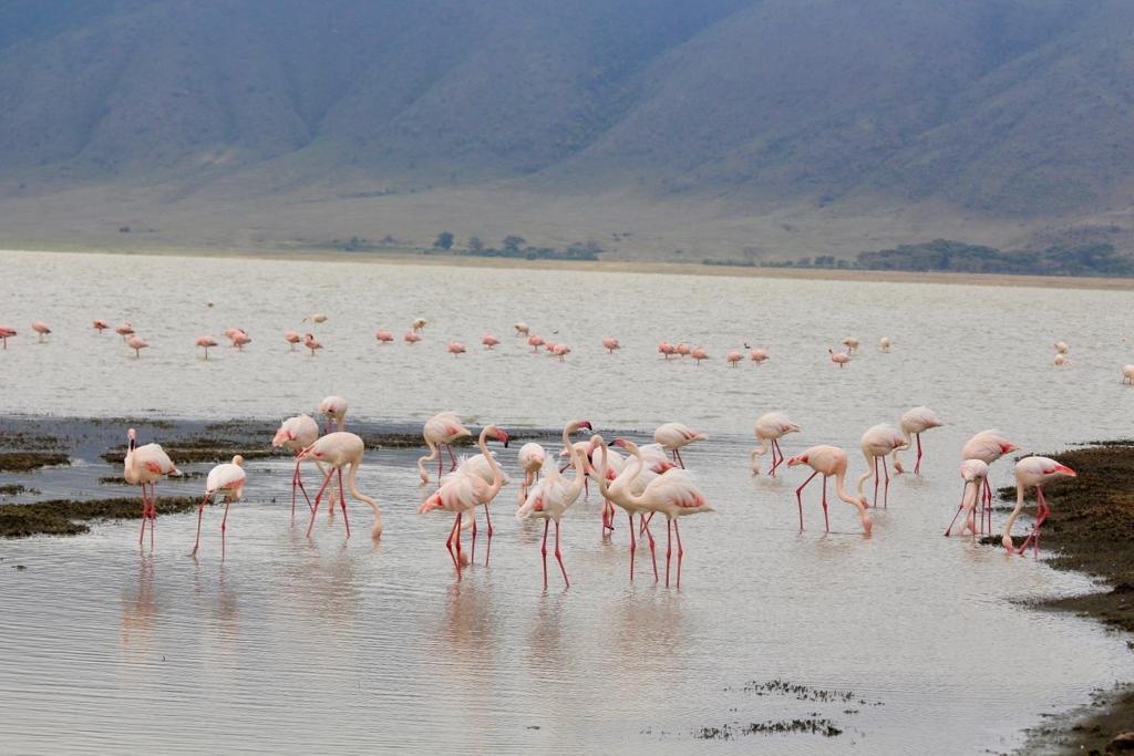 Image Slider No: 1 6-Day Budget Camping Safari in Tanzania – Tarangire, Serengeti & Ngorongoro