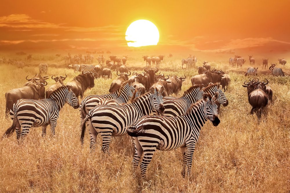 Image Slider No: 1 13 Days Full Packed Private Guided Safari Tour