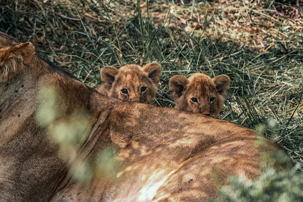 Image Slider No: 2 7 Days Kenya Adventure Safari