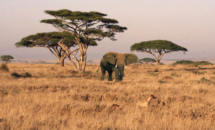 Image Slider No: 1  6 Days Affordable Adventure Serengeti Safari