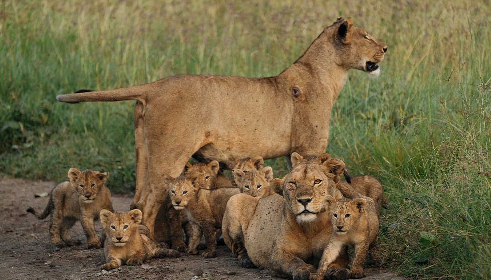 Image Slider No: 2 6 Days Wildebeest Migration Safari