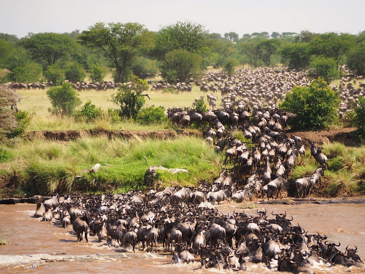 Image Slider No: 4 8 Days Central & Northern Serengeti Migration Safari