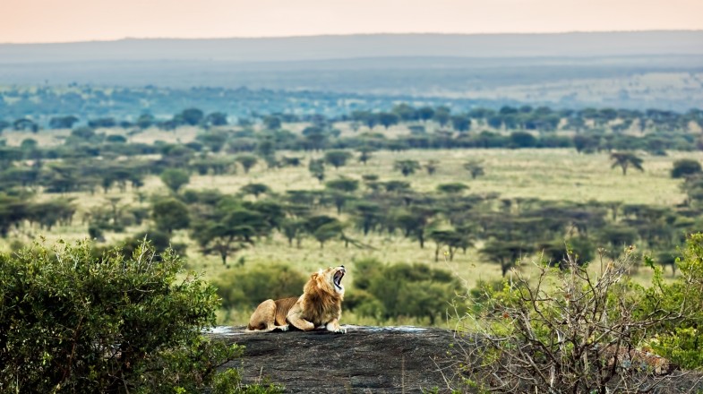 Image Slider No: 2 5 Days Best Serengeti Lodges Safari