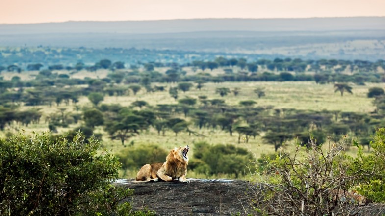 Image Slider No: 2 13 Days Full Packed Private Guided Safari Tour