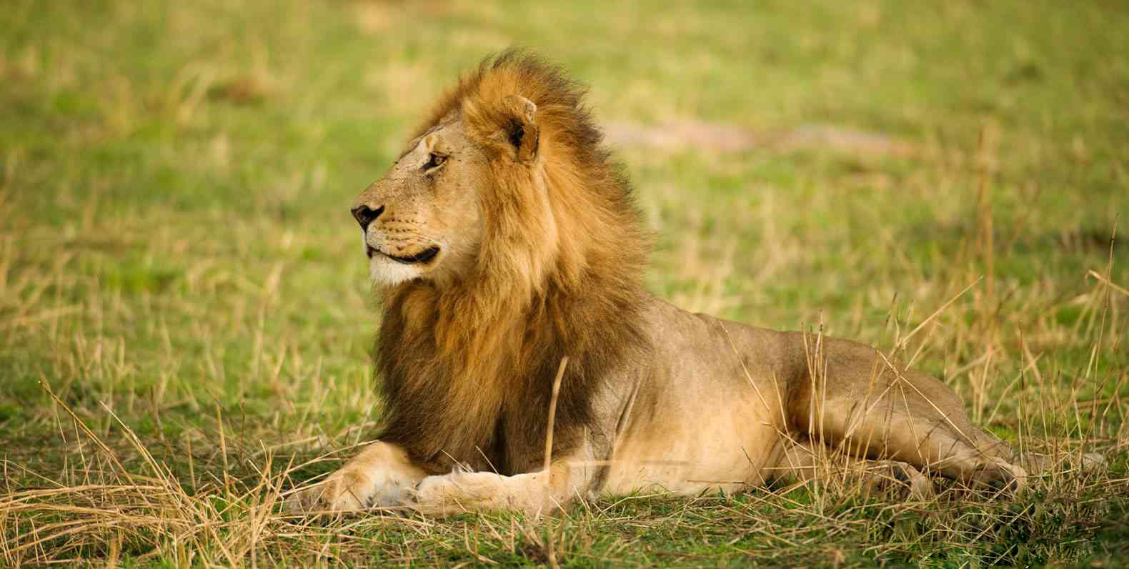 Image Slider No: 4 5-Day Luxury Fly-In Tanzania Safari – Serengeti & Ngorongoro Crater