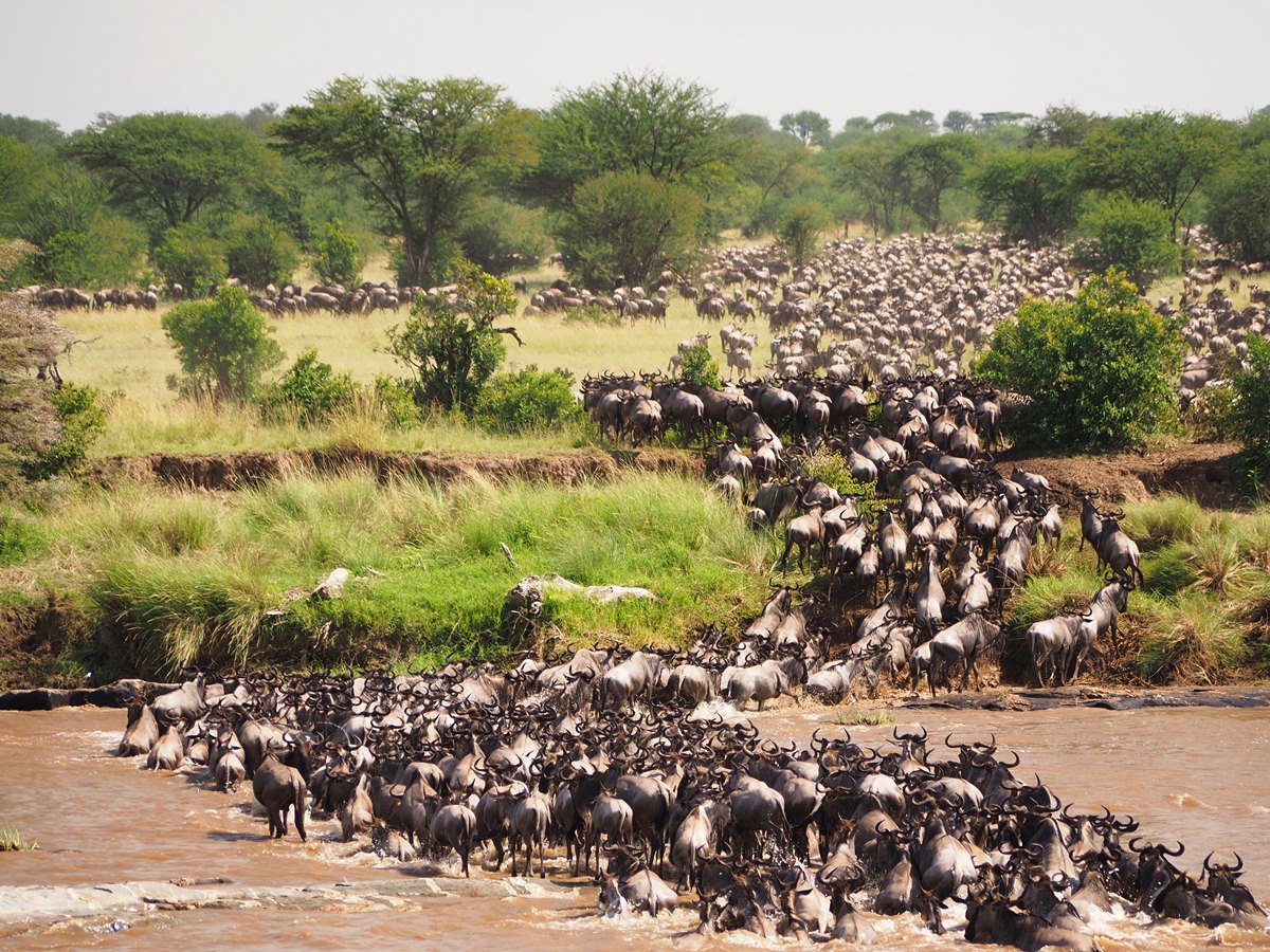SlideShow Image number: 3 Wild Places - 10 Interesting Facts About Serengeti National Park