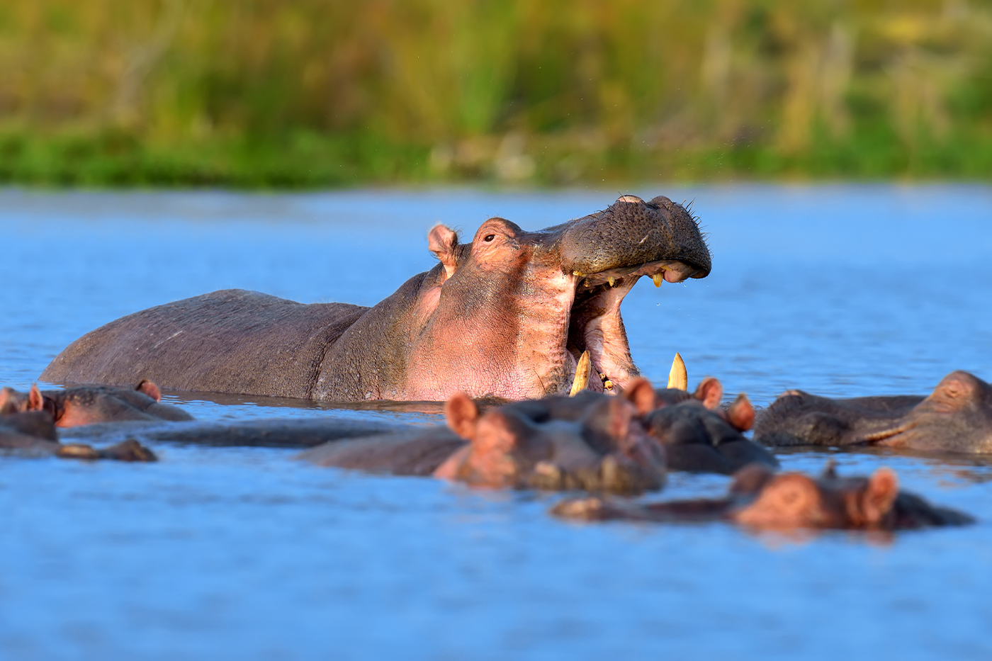 Image Slider No: 1 5-Day Luxury Fly-In Tanzania Safari – Serengeti & Ngorongoro Crater