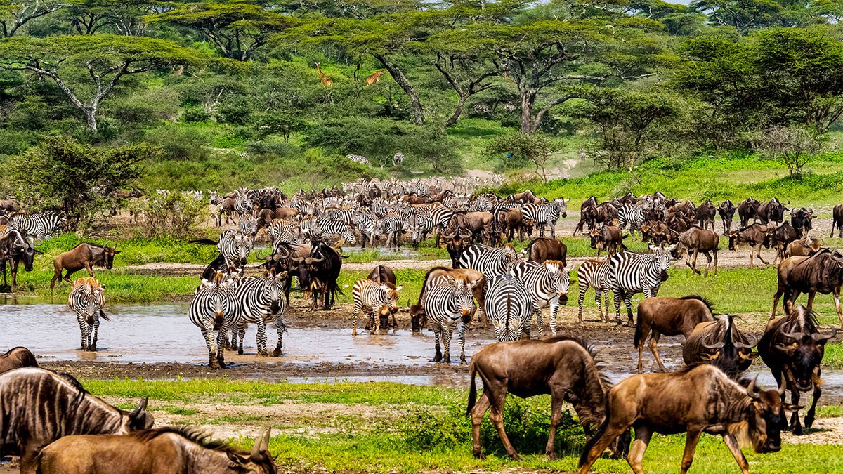 SlideShow Image number: 5 Wild Places - The Great Wildebeest Migration in the Serengeti 