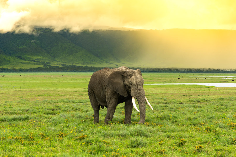 Image Slider No: 1 6-Day Budget Camping Safari in Tanzania – Tarangire, Serengeti & Ngorongoro