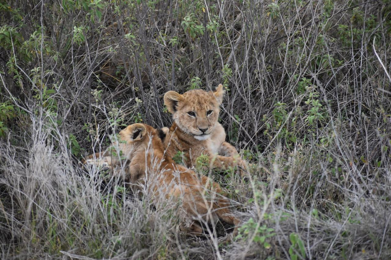 Image Slider No: 2 7 Days Tanzania Lodge Safari