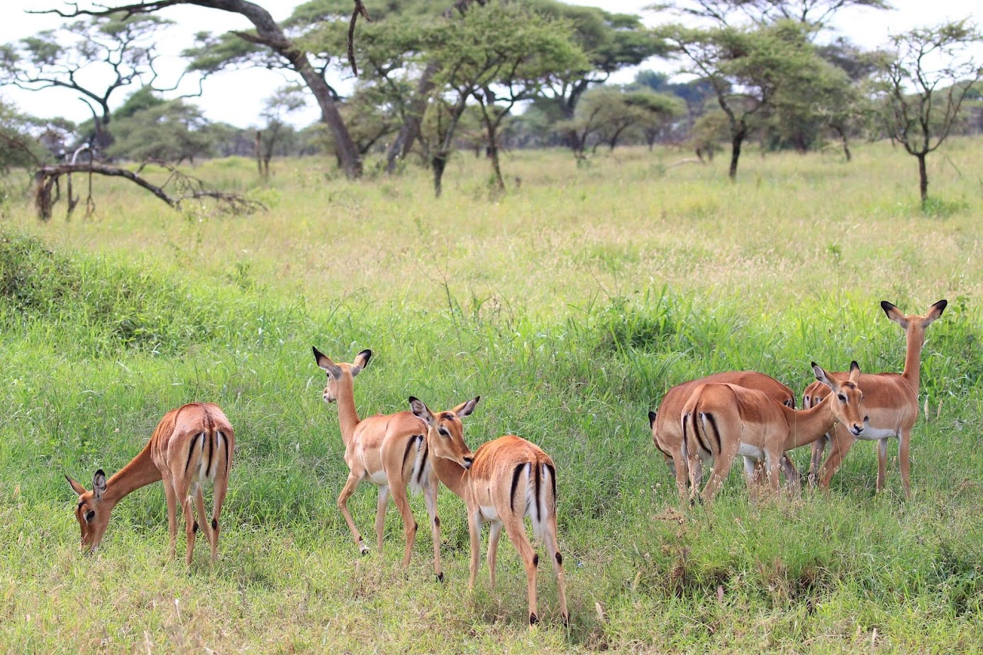 SlideShow Image number: 6 Travel Tips - Discovering the Wonders of Tanzania's Northern Circuit Safari: A Journey of Awe and Amazement
