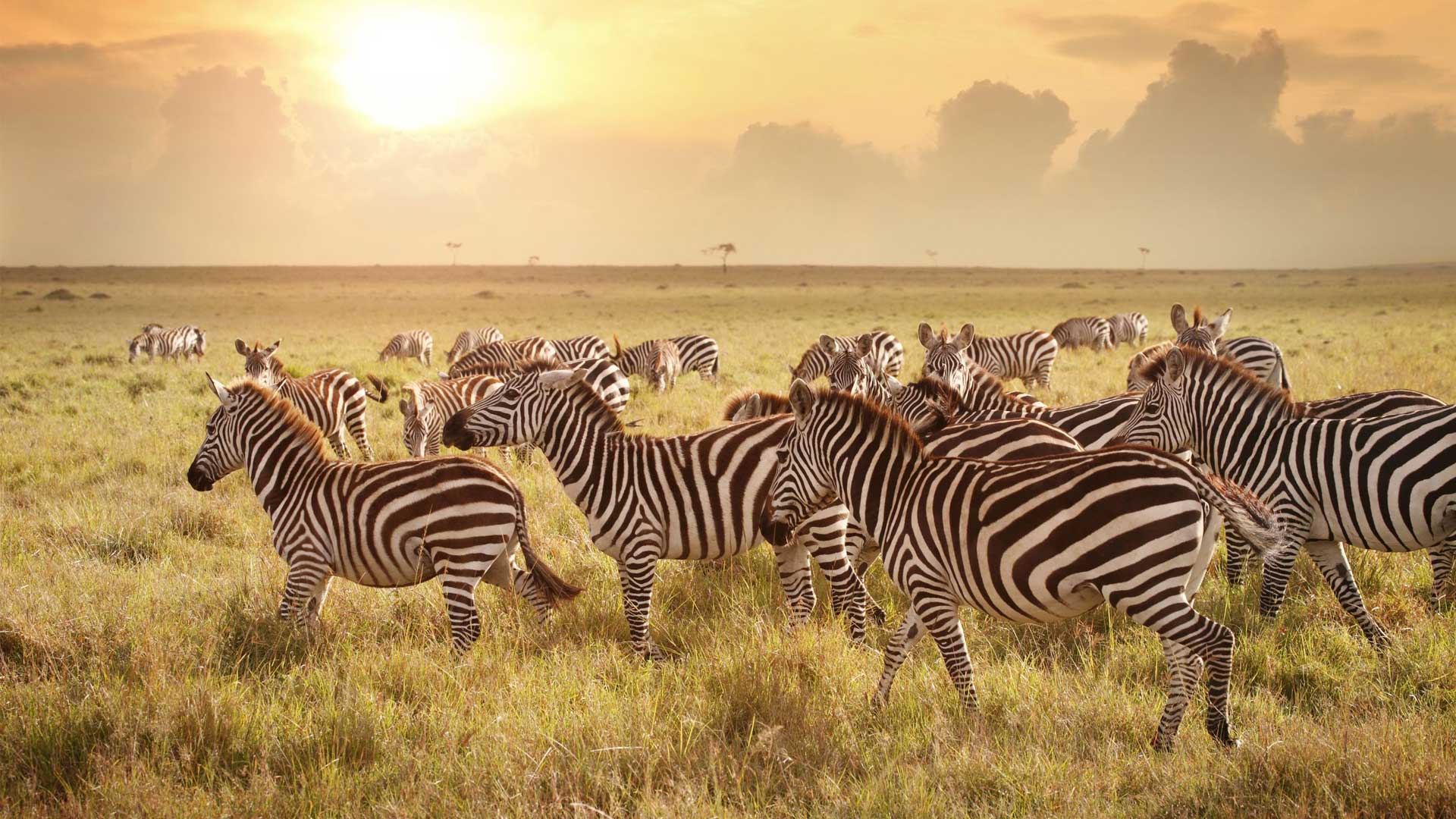 Image Slider No: 6 6 Days Wildebeest Migration Safari
