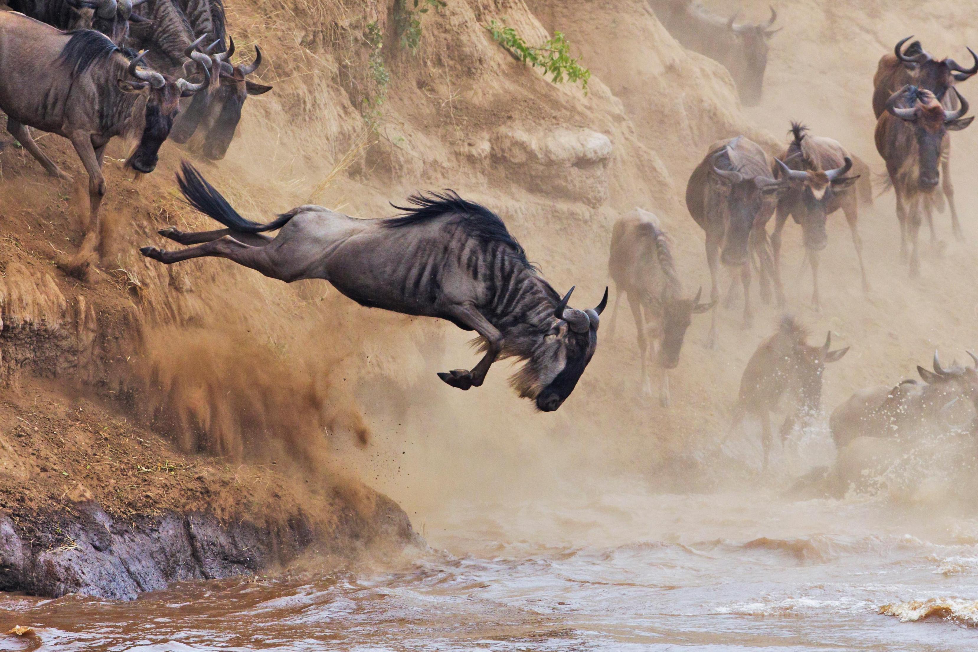 SlideShow Image number: 4 Wild Places - The Great Wildebeest Migration in the Serengeti 