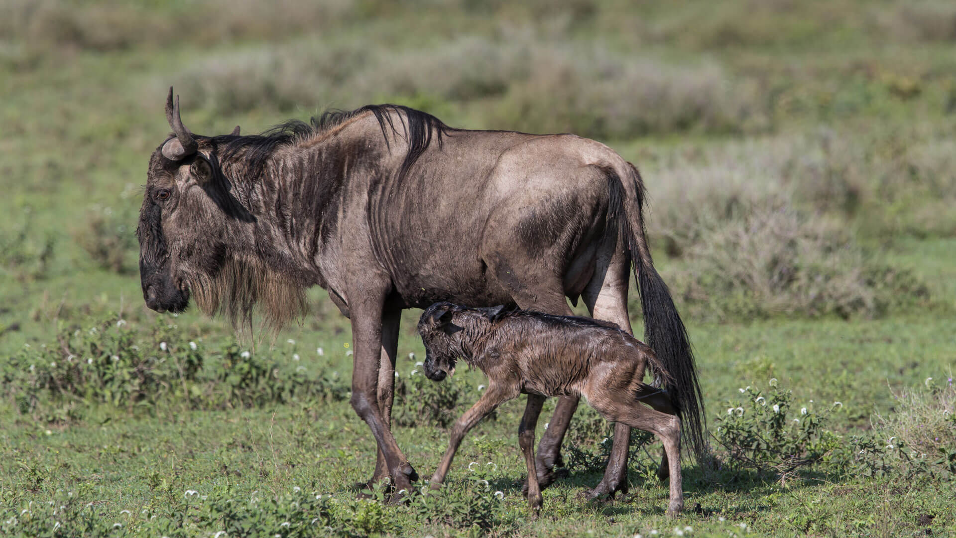 Image Slider No: 3 7 Days Serengeti Wildebeest Migration Safari