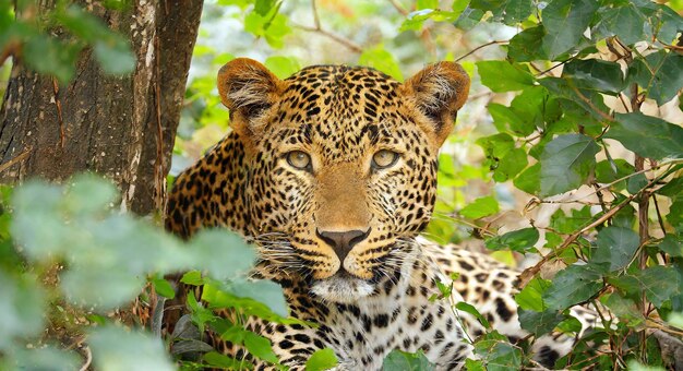 Image Slider No: 1 4-Day Luxury Tanzania Safari – Tarangire & Ngorongoro Crater