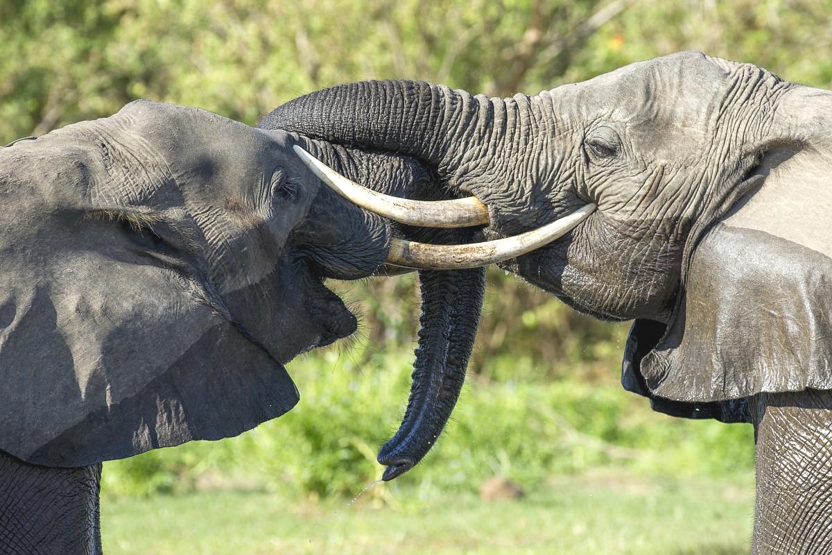 SlideShow Image number: 5 Wild Places - The Ultimate Guide: Best Time to Visit Serengeti National Park