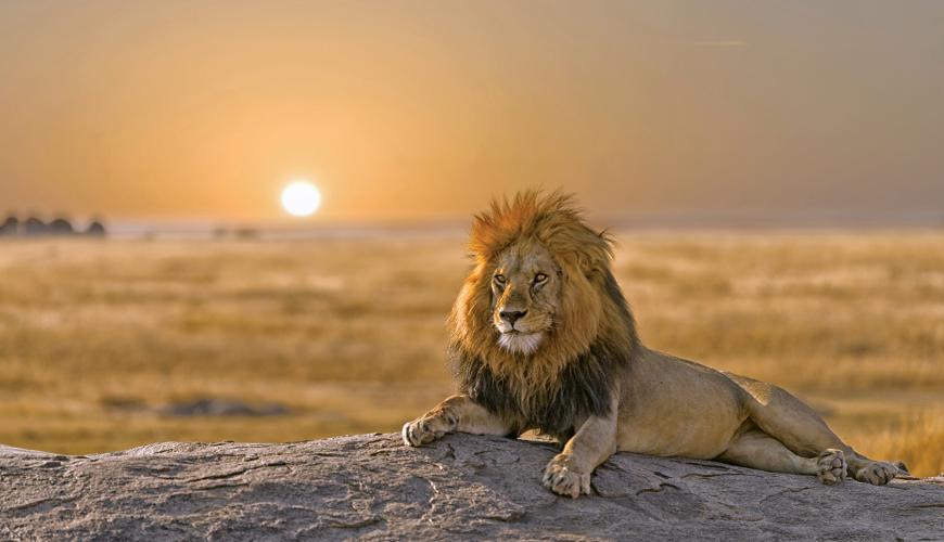Image Slider No: 1 13 Days Full Packed Private Guided Safari Tour