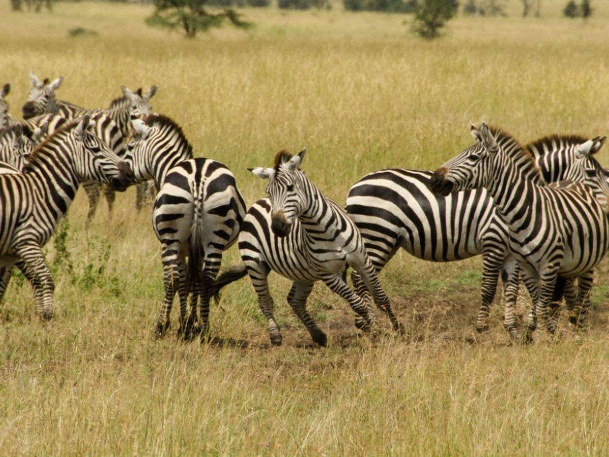 SlideShow Image number: 1 Travel Tips - Discovering the Wonders of Tanzania's Northern Circuit Safari: A Journey of Awe and Amazement
