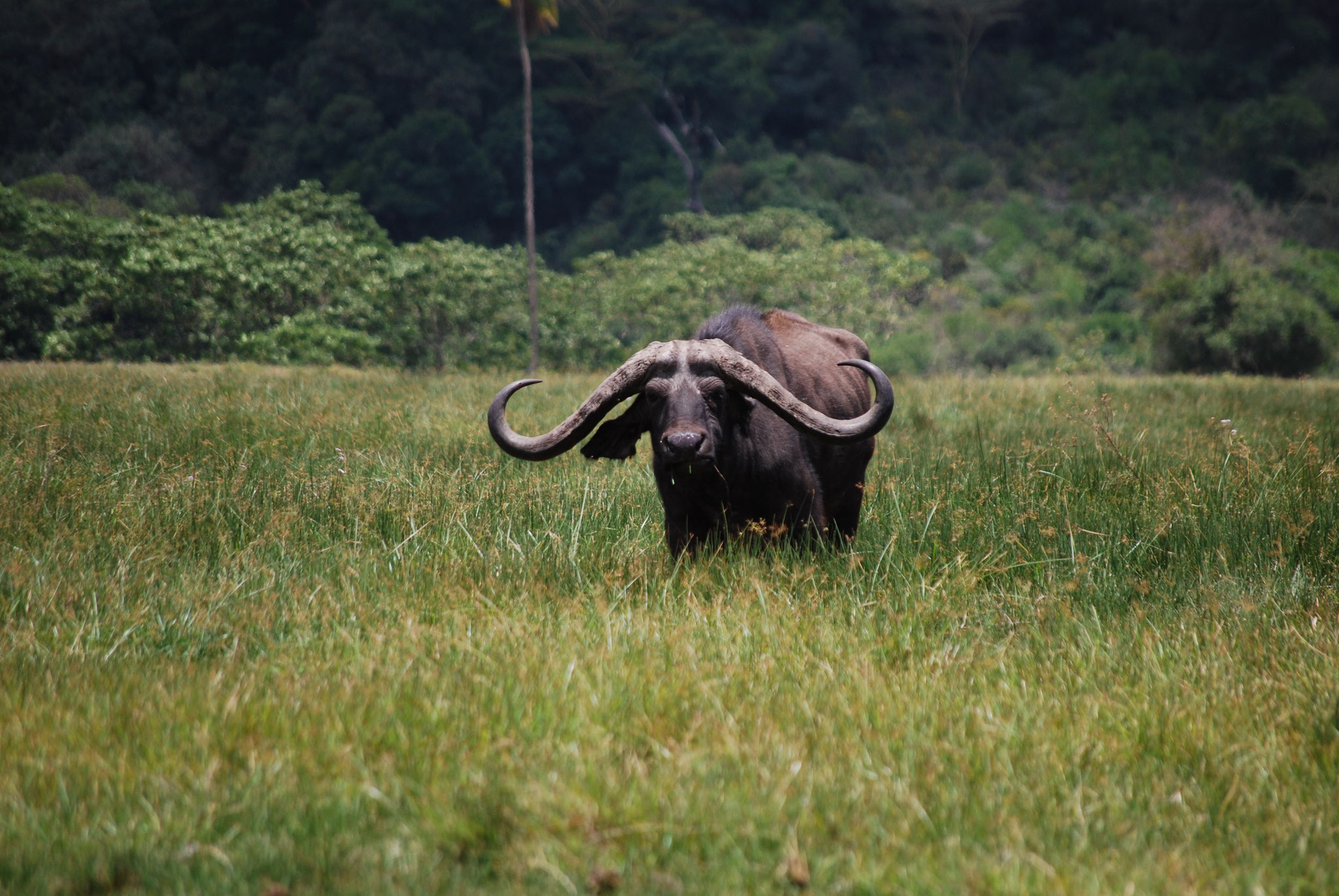 Image Slider No: 5 Walking Tour in Arusha National Park Day Trip