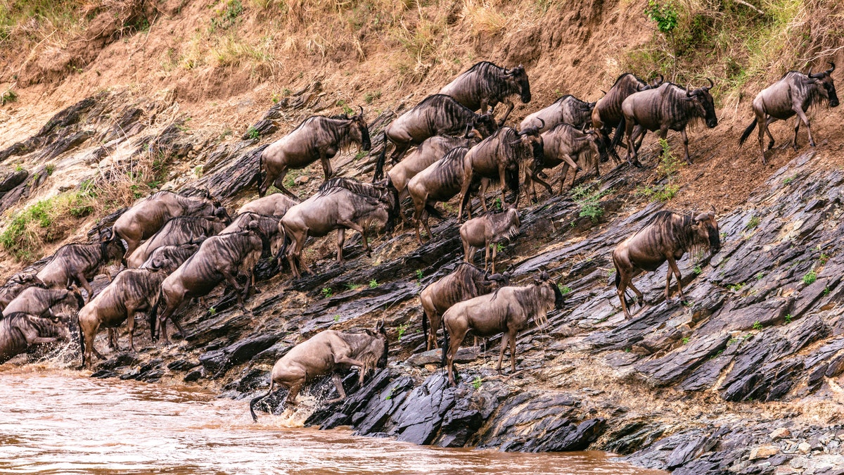 SlideShow Image number: 4 Wild Places - 10 Interesting Facts About Serengeti National Park
