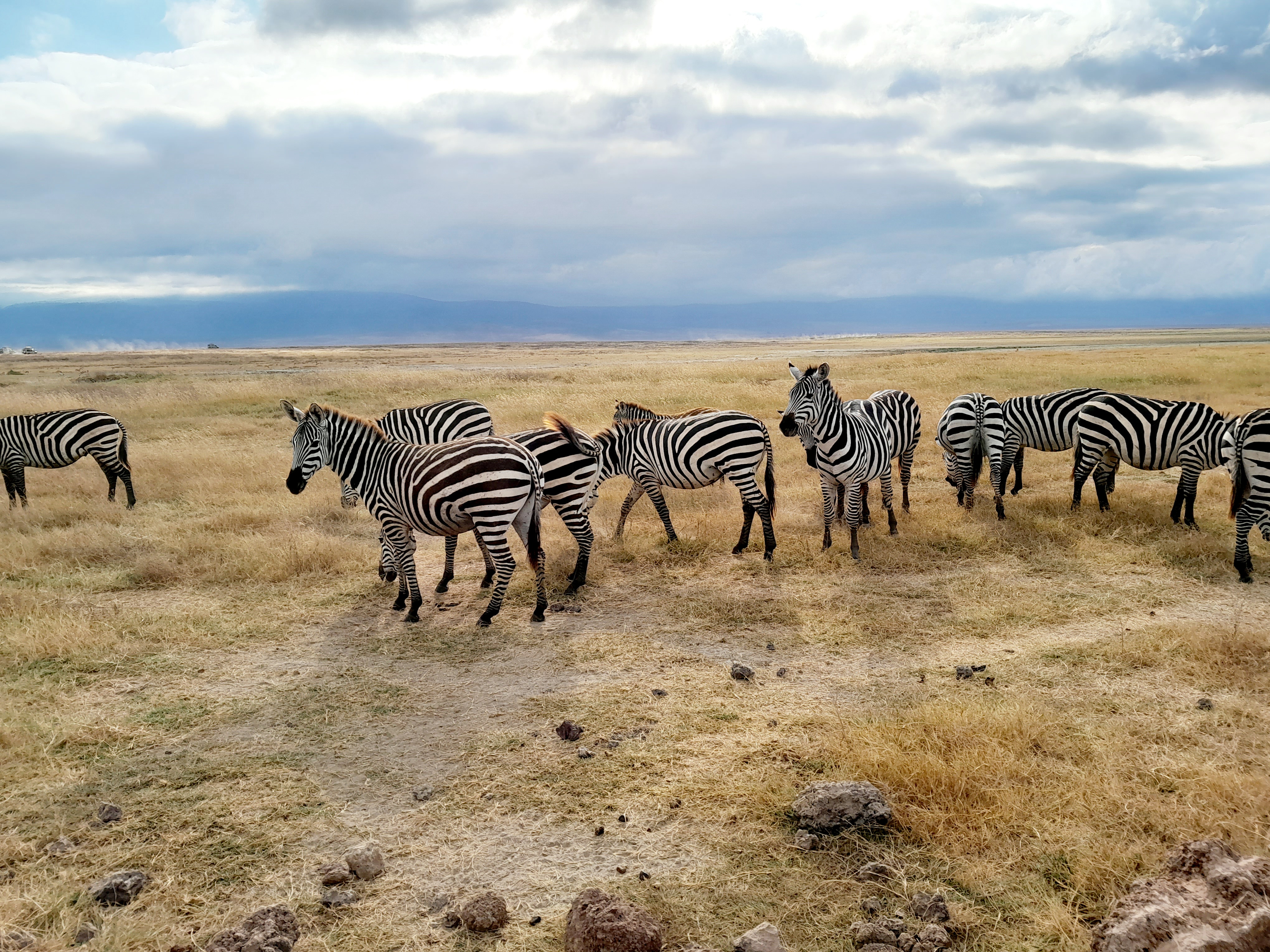 SlideShow Image number: 2 Travel Tips - Discovering the Wonders of Tanzania's Northern Circuit Safari: A Journey of Awe and Amazement