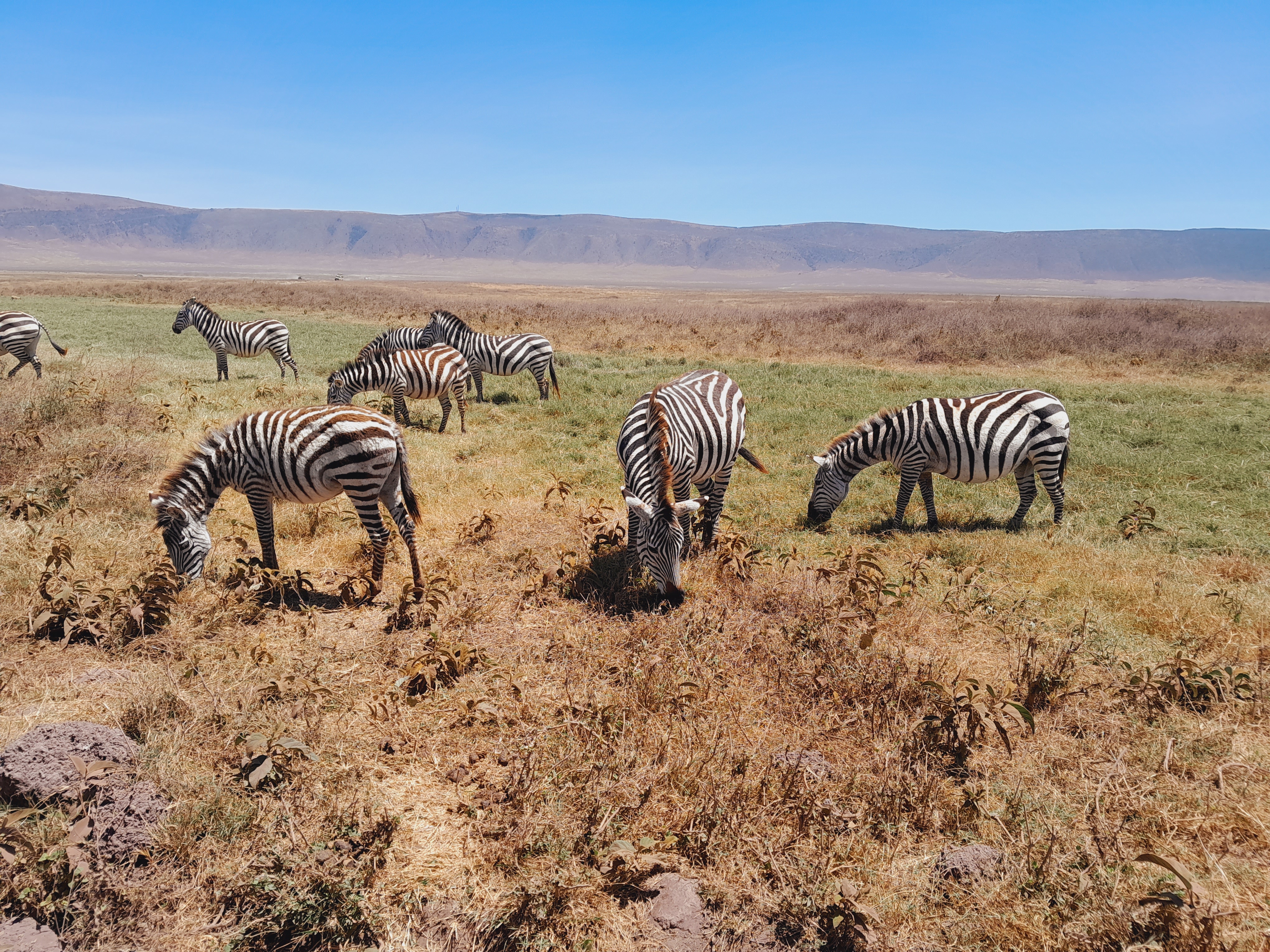 SlideShow Image number: 7 Travel Tips - Discovering the Wonders of Tanzania's Northern Circuit Safari: A Journey of Awe and Amazement